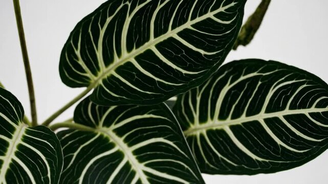 Botanical specimen foliage displayed against plain white backdrop, characterized by large, slender, durable leaves with dark green coloration and light-colored linear patterns resembling zebra stripes
