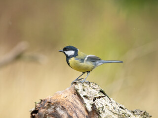 Fototapeta premium A Great Tit, Parus Major, perched on a textured log facing left, with a yellow and green out of focus bokeh background, with copy space.
