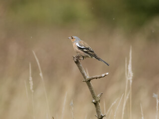 Male Chaffinch - Fringilla coelebs, on a twig side facing towards the left, against a light brown background with long grasses.