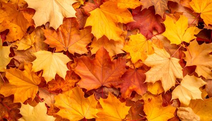 Fototapeta premium Autumn leaves, vibrant colors