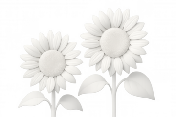 Two white sunflowers are blooming on a transparent background, creating a simple yet elegant composition