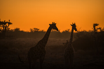 Two giraffes shadows in the sunset light in Etosha