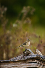 A female Chaffinch Fringilla coelebs, perched on a log in a meadow, lit by the dawn light , the...
