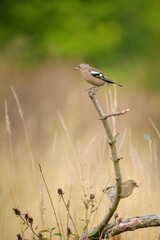 Two Chaffinch - Fringilla coelebs, male and female, perched on a twig among long grass, against a smooth green and yellow background with copy space.