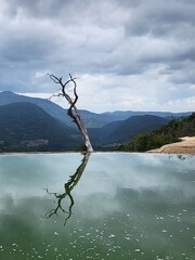 Tree trunk landscape with reflection in Hierve el Agua, Oaxaca