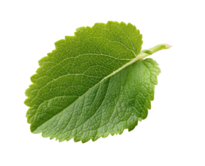 Close-up of a vibrant green leaf, sharply focused.  Its serrated edges and visible veins create a detailed texture.  A single leaf, isolated against a black background