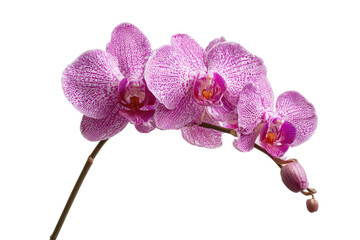 Close-up of three delicate pink orchids.  A stem with three blossoms, each with a speckled, rosy-pink hue and a subtle white pattern.  Soft, focused lighting highlights the petals' texture