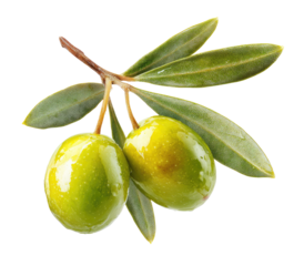 Close-up of two olives on a branch with leaves.  Bright, glossy, vibrant green olives are in focus,  attached to a twig with fresh green leaves