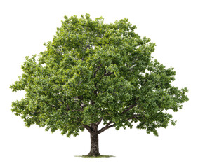 Lush green tree, full canopy