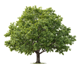 Lush green tree, full canopy