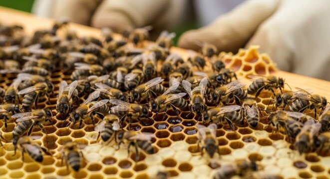 Busy Honeybees on a Honeycomb Frame During a Beekeeper's Inspection