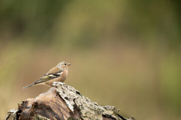 A male Chaffinch - Fringilla coelebs, perched on a textured log, looking to the right, against an out of focus green and yellow background with copy space.