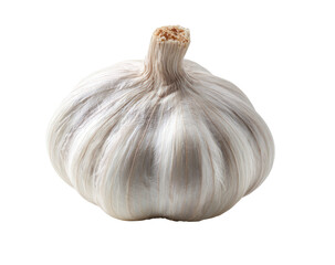 Single head of garlic, whole and isolated.  A bulbous, off-white garlic head with a distinct fibrous, papery skin and a noticeable root end