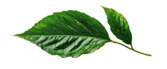 Vibrant green leaf, detailed veins
