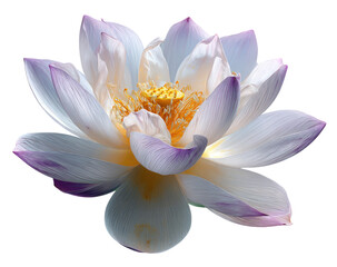 Close-up of a delicate, vibrant white and lavender lotus flower