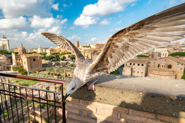 Majestic Seagull Overlooking Ancient Rome