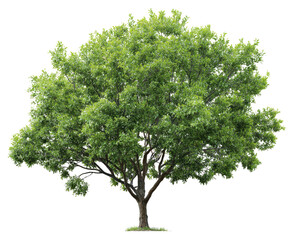 Obraz premium Full, vibrant green tree against a black background. Healthy, lush foliage. Strong, wide-spreading branches. Distinct trunk. Isolated image