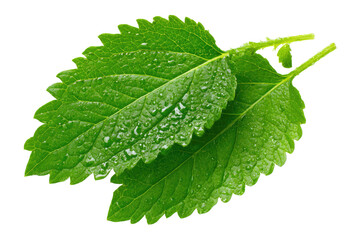 Close-up of two overlapping, vibrant green leaves, glistening with water droplets