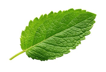 Close-up of a vibrant green mint leaf