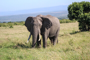 Fototapeta premium Queen of the Masai Mara 