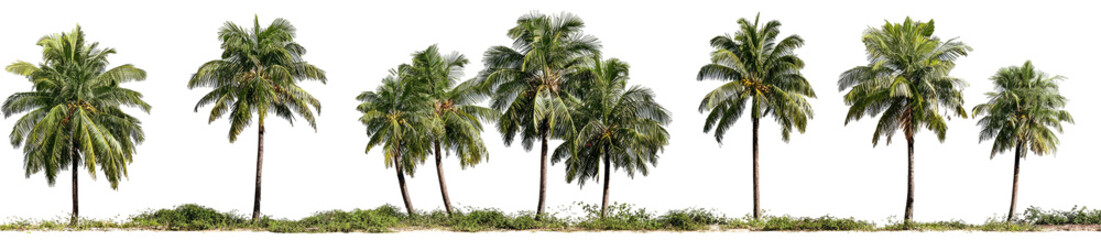Obraz premium Row of tropical palm trees (1)