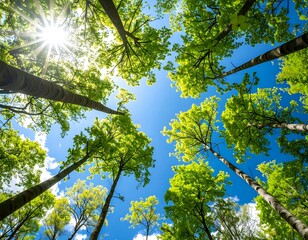 Fototapeta premium Lush green trees reach towards a vibrant blue sky filled with fluffy clouds, showcasing a springtime forest scene.