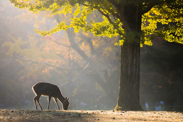 Deer grazing under a tree in morning light，朝の光に照らされた木の下で草を食む鹿