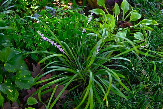 Liriope muscari flowers. Asparagaceae perennial plants. Numerous small pale purple flowers bloom densely in spikes from summer to autumn.