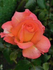  Orange rose blossom in garden
