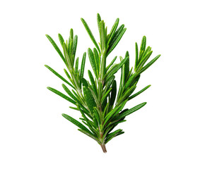 Fototapeta premium Close-up of fresh rosemary sprigs (6)