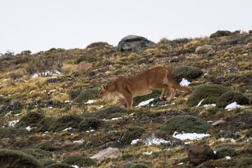 Obraz premium Puma in mountain environment, Torres del Paine National Park, Patagonia, Chile.