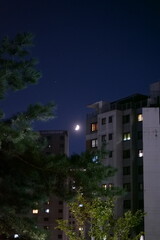 건물, 건축, home, sky, 도시, 나무, 호텔, 마천루, 도심, 아파트, 건설, 기업, 손바닥, 사무실, 타워, 윈도우, 여름, 공원, 사치품, 글라스, 마이애미, 여행