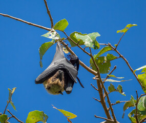 Flying fox resting upside down wrapped in its wings on a tree in Suva, Fiji, South Pacific Ocean