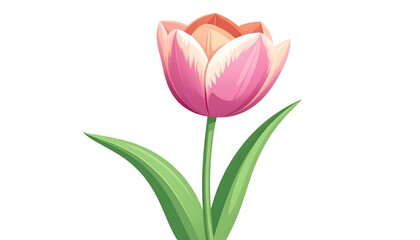 Naklejka premium A vibrant, pink and peach tulip with elegant leaves stands out against a plain white background.