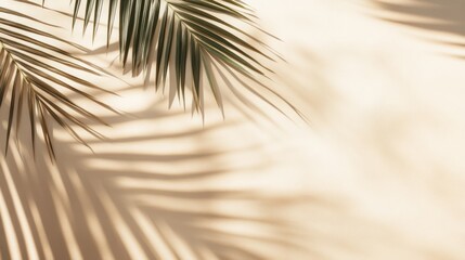 Obraz premium Warm Sunlight Shadows Of Palm Leaves
