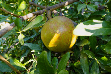Pomegranates looking ripe and beautiful on the pomegranate tree.
