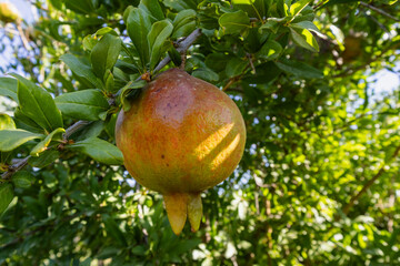 Pomegranates looking ripe and beautiful on the pomegranate tree.