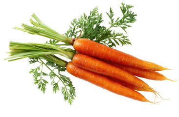 Fresh carrots with green leaves.  A cluster of four vibrant orange carrots are nestled together, with their tops displaying bright green leaves.  The carrots are in focus against a black background