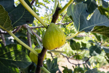 Ripe and unripe figs on the fig tree.