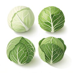 Fototapeta premium Four fresh cabbages isolated on white background, a healthy and organic food