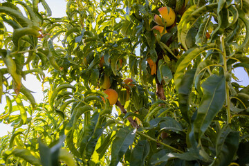 Red ripe peaches on a peach tree.