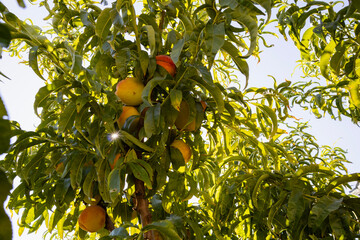 Red ripe peaches on a peach tree.