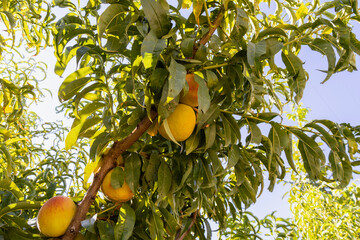Red ripe peaches on a peach tree.