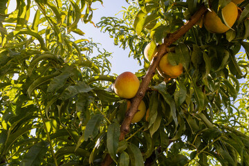 Red ripe peaches on a peach tree.