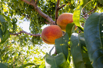 Red ripe peaches on a peach tree.