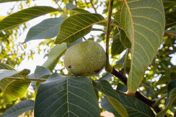 Raw walnuts on a walnut tree.