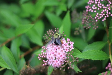 bee on a pink flower