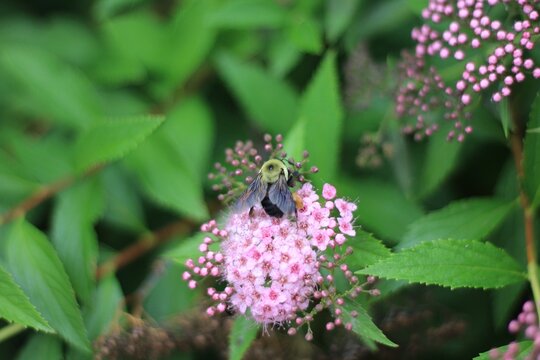 bee on a pink flower - Powered by Adobe