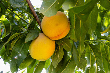 Red ripe peaches on a peach tree.