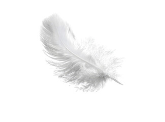 Close-up of a single white feather